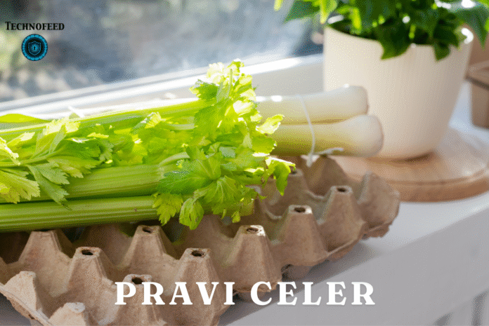 Pravi Celer